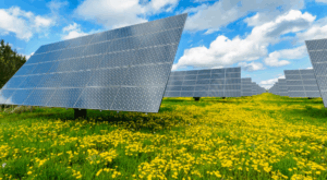 Solarparks als Lebensräume: Wie Photovoltaik-Anlagen die Artenvielfalt fördern