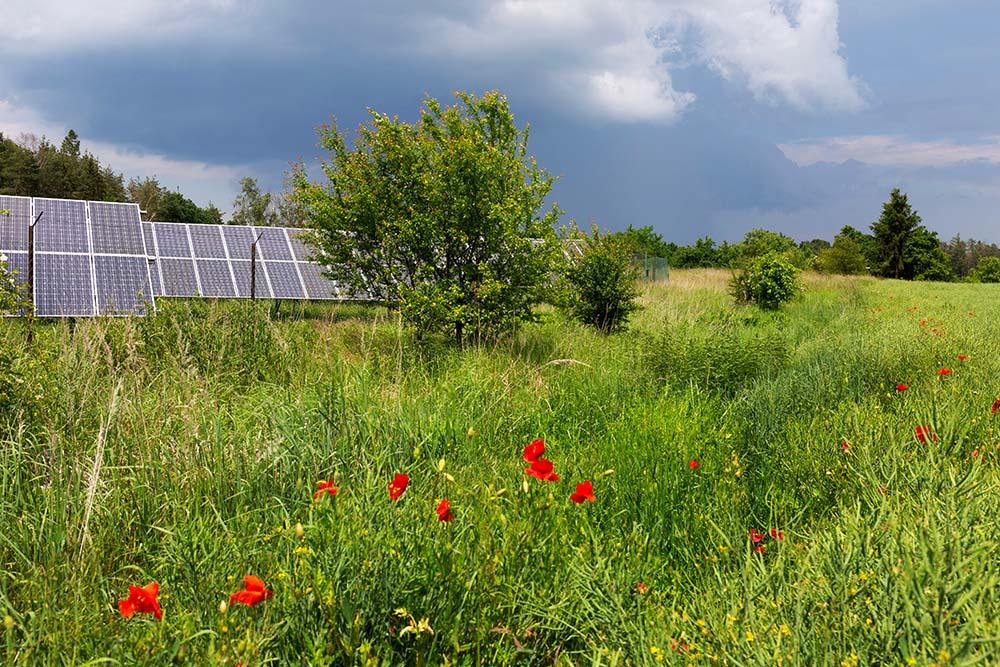 Wiese-mit-Solaranlage