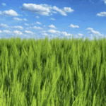 Profilbild von Green-Sun9